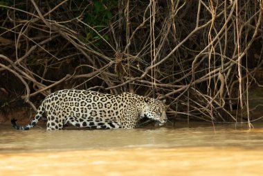 Nehirde avlanan bir Jaguar 'a yaklaş, Pantanal, Brezilya.