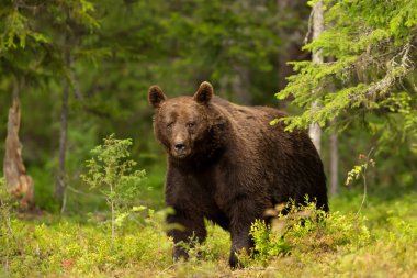 Finlandiya 'da bir ormanda Avrasya Kahverengi Ayısı' na yakın durun..