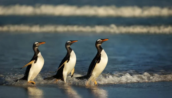 Крупный План Пингвинов Gentoo Выходящих Воды Фолклендских Островах — стоковое фото