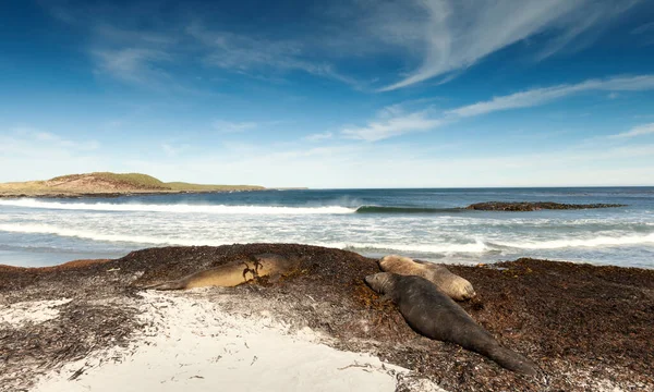 Група Південних Слонових Тюленів Лежить Піщаному Пляжі Фолклендських Островах — стокове фото
