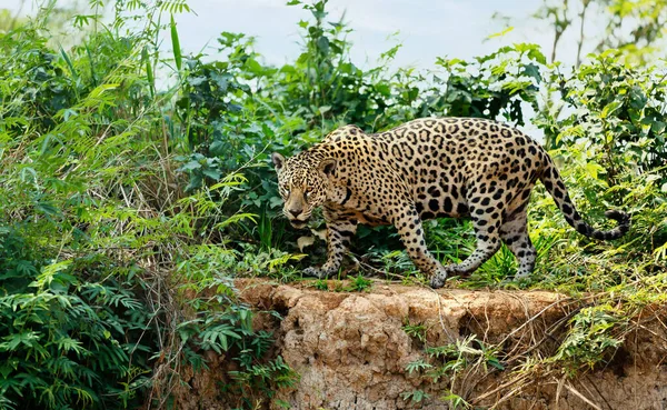 Nehir Kıyısında Yürüyen Bir Jaguar Yakın Çekimi Pantanal Brezilya — Stok fotoğraf