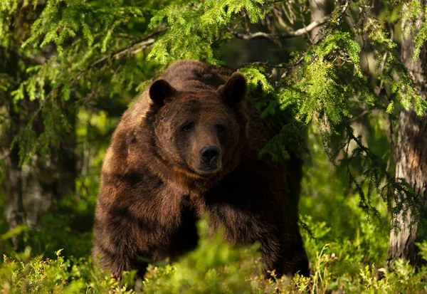 芬兰森林中欧亚棕熊令人印象深刻的肖像 — 图库照片