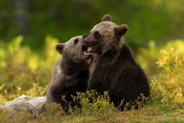 Zbliżenie Zabawnych Europejskich Młodych Niedźwiedzi Brunatnych Ursus Arctos Arctos Lasach — Zdjęcie stockowe