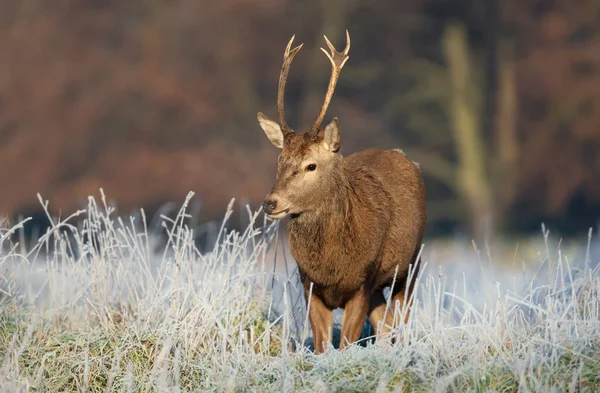 영국에에서 사슴의 클로즈업 — 스톡 사진