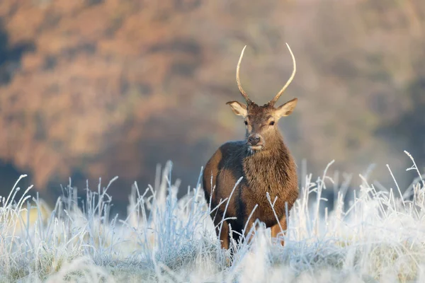 Close Van Een Jonge Edelhert Hert Winter Verenigd Koninkrijk — Stockfoto