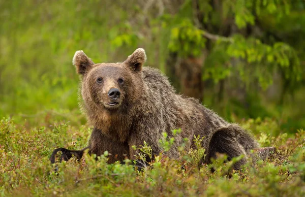 Blisko Euroazjatyckiego Niedźwiedzia Brunatnego Leżącego Trawie Lesie Finlandia — Zdjęcie stockowe