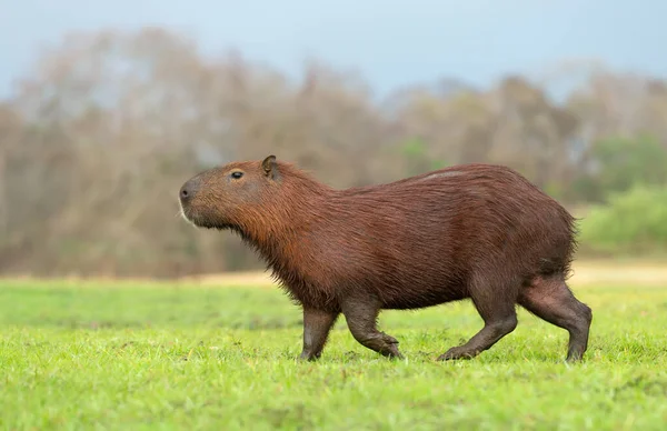 Närbild Capybara Flodstrand North Pantanal Brasilien — Stockfoto