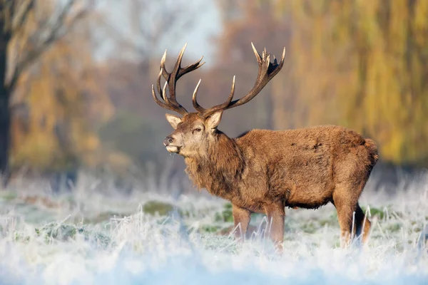 Primer Plano Ciervo Rojo Invierno Reino Unido — Foto de Stock
