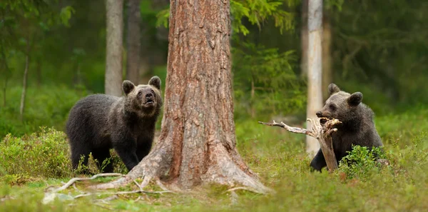 Close Playful European Brown Bear Ursus Arctos Arctos Cubs Woods — Stock Photo, Image