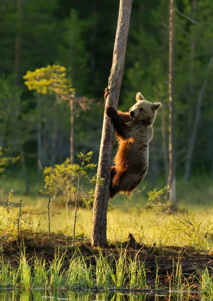 Close Eurasian Brown Bear Climbing Tree Summer Finland — Stock Photo, Image