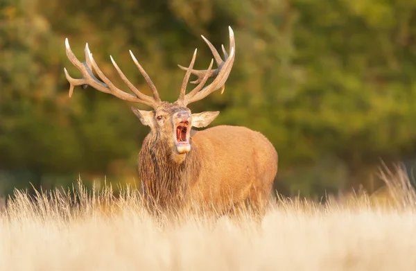 Red Deer Stag Calling Rut Autumn — Fotografia de Stock