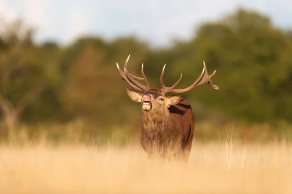 Red Deer Stag Calling Rut Autumn — Stok fotoğraf