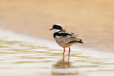 Pied plover 'a (Vanellus cayanus) yakın plan, aynı zamanda pied lapwing, Pantanal, Brazil olarak da bilinir..