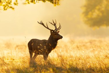 İngiltere 'de gün doğumunda bir Red Geyik geyiğine yakın çekim..