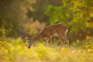 Gün batımında otlayan bir Pampas geyiğinin yakınında, Pantanal, Brezilya.