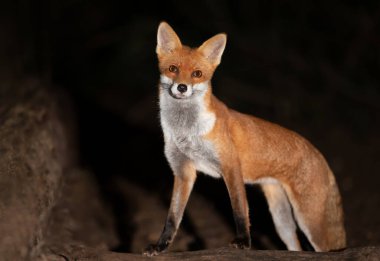 Sonbaharda İngiltere 'de bir ağacın üzerinde duran bir Kızıl Tilki' nin (Vulpes vulpes) yakın çekimi..