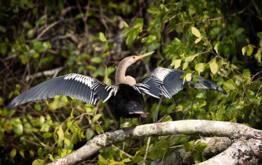 Anhinga 'nın yakın çekimi, kanatları ve kuyruğu kuruyana kadar uzanan bir ağaca tünemiş, Pantanal, Brezilya.