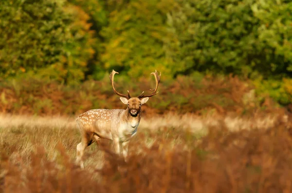 Close Fallow Deer Dama Dama Autumn — Stock Photo, Image