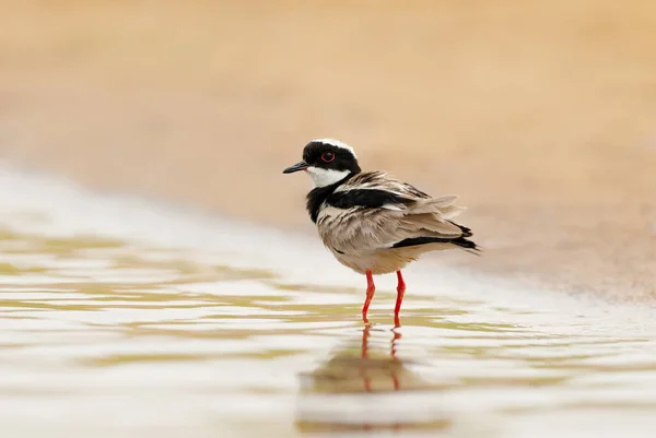 Close Pied Plover Vanellus Cayanus Also Known Pied Lapwing Pantanal — Stock Photo, Image
