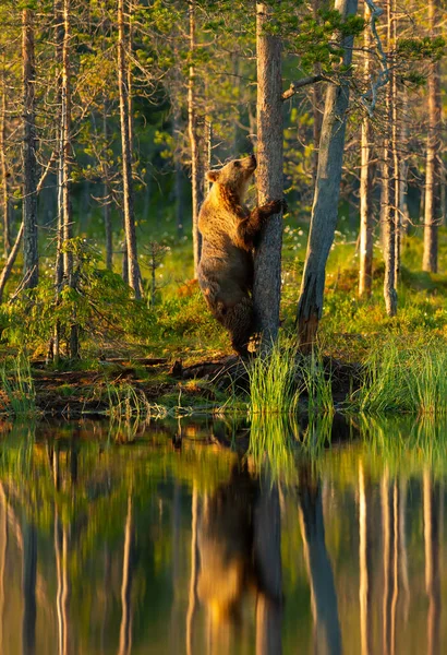 Евразийский Бурый Медведь Взбирается Дерево Пруда Лесу Финляндия — стоковое фото