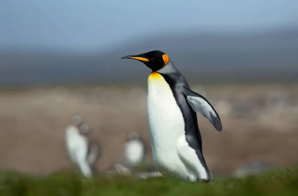 Primer Plano Pingüino Rey Aptenodytes Patagonicus Caminando Por Una Zona —  Fotos de Stock