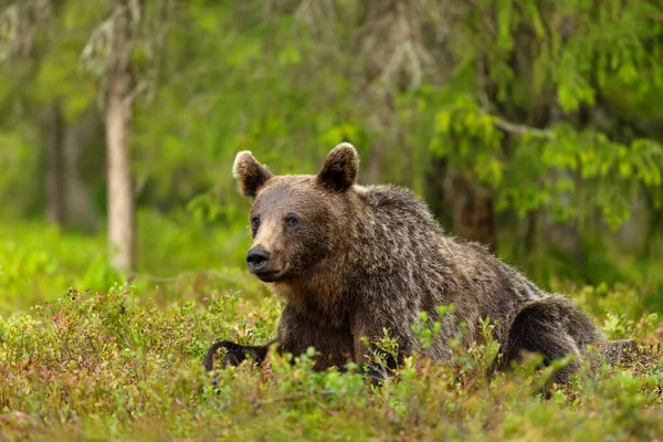 Blisko Euroazjatyckiego Niedźwiedzia Brunatnego Leżącego Trawie Lesie Finlandia — Zdjęcie stockowe