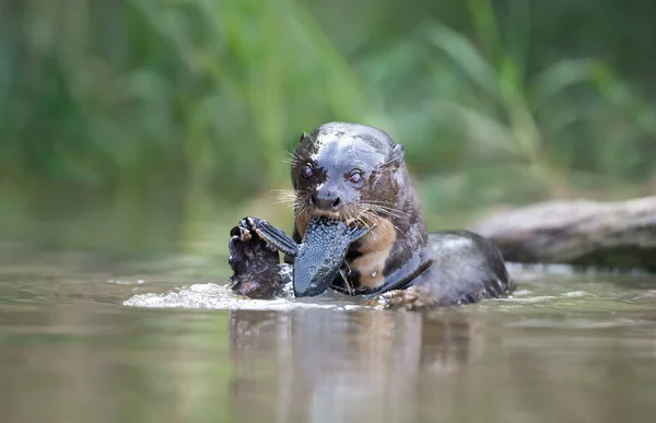 Close Giant Otter Eating Fish Water Pantanal Brasil — Fotografia de Stock