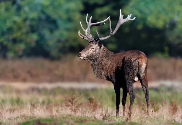 秋に赤い鹿の切手を閉じる イギリス — ストック写真