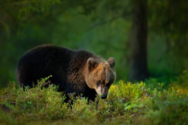 Finlandiya 'da bir ormanda genç bir Avrasya kahverengi ayısının portresi.