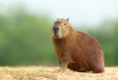 Capybara 'nın çevreci geçmişine karşı Kuzey Pantanal, Brezilya' da kumlu bir nehir kıyısında otururken..