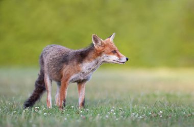 İlkbaharda İngiltere 'de bir çayırda kızıl bir tilkiye yakın..