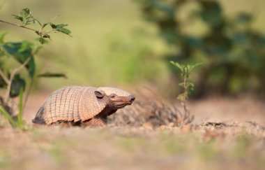 Güney Pantanal, Brezilya 'da altı bantlı bir armadilloya (Euphractus sexcinctus) yakın çekim.