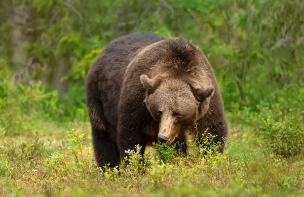 Imponujący Portret Eurazjatyckiego Niedźwiedzia Brunatnego Lesie Finlandia — Zdjęcie stockowe