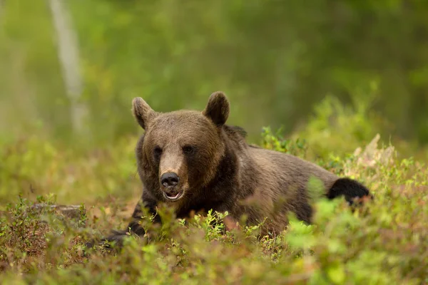 Közel Egy Eurázsiai Barna Medve Feküdt Füvön Erdőben Finnország — Stock Fotó