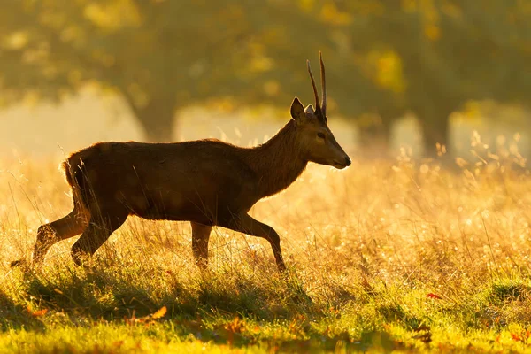 Close Young Red Deer Stag Sunrise — 图库照片