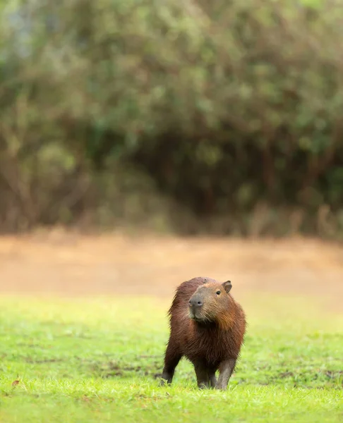 Närbild Capybara Flodstrand South Pantanal Brasilien — Stockfoto
