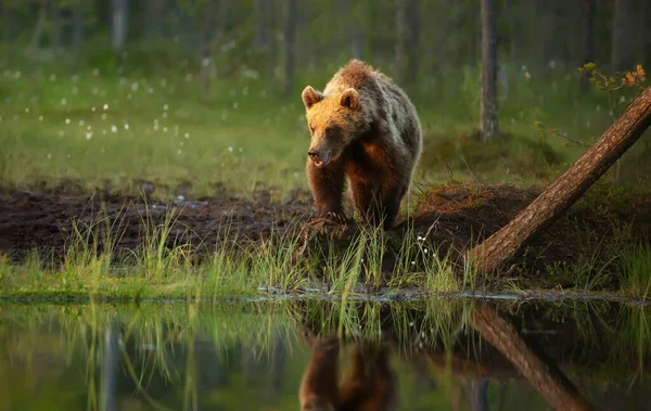 Ours Brun Eurasien Debout Près Étang Dans Forêt Été Finlande — Photo