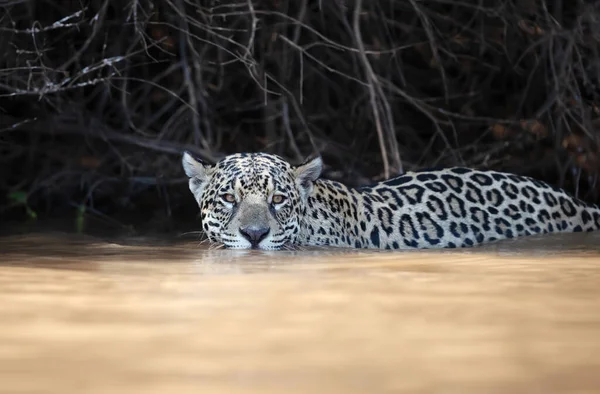Nehirde Avlanan Bir Jaguar Yaklaş Pantanal Brezilya — Stok fotoğraf
