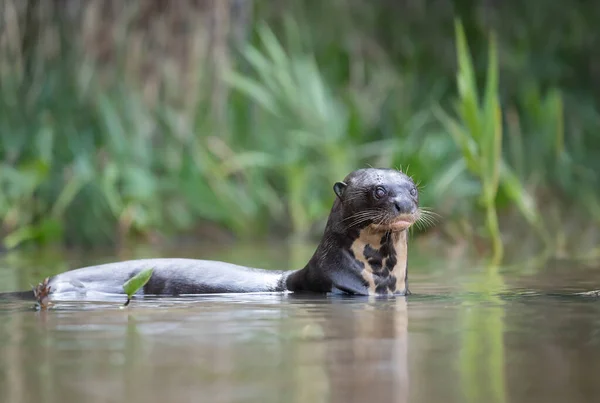 Close Giant Otter River Pantanal Brazil — Stock Photo, Image