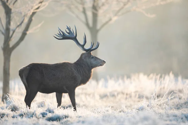 Gros Plan Cerf Rouge Hiver Royaume Uni — Photo