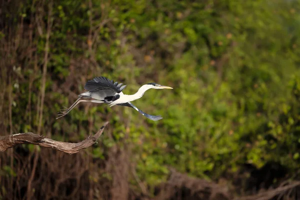 Close Cocoi Heron Flight Pantanal Brazil — Stock Photo, Image