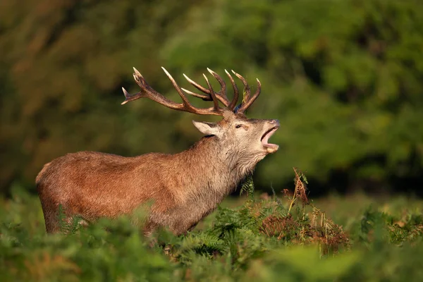 Close Red Deer Stag Calling Rutting Season Autumn — Stock Photo, Image