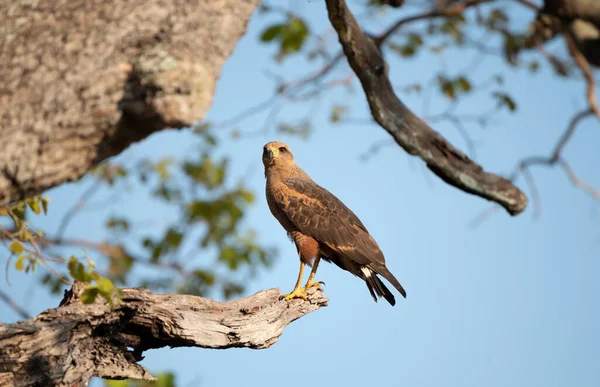 Savanna Hawk Sedí Stromě Pantanal Brazílie — Stock fotografie