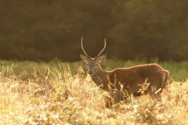 Gündoğumunda, İngiltere 'de genç bir kızıl geyik geyiğine yaklaş..