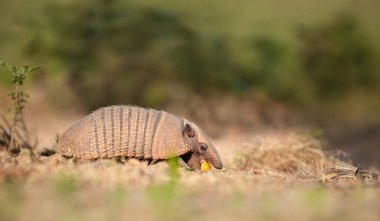 Brezilya, Güney Pantanal 'da palmiye meyvesi yiyen altı bantlı bir armadilloya (Euphractus sexcinctus) yakın çekim.