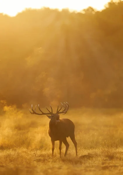 Close Van Een Red Deer Hert Bellen Tijdens Het Rutting — Stockfoto