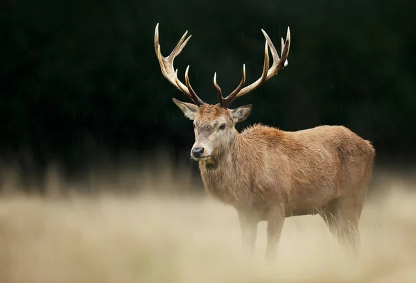 英国秋天一只红鹿的近身 — 图库照片