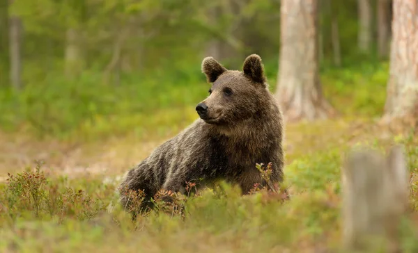 Close Eurasian Brown Bear Forest Finland — Foto Stock