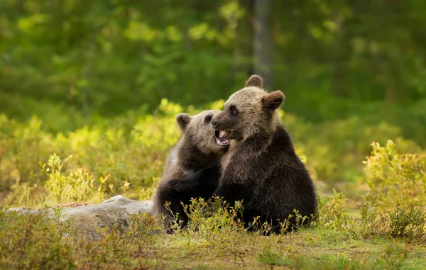 Розташовані Грайливий Європейський Бурий Ведмідь Ursus Arctos Arctos Дитинчат Лісах — стокове фото