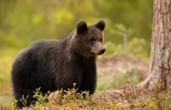 Закриття Молодого Ведмедя Євразійського Брауна Лісі Фінляндія — стокове фото